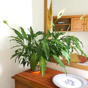 Casa De Amig@s En Apartamento Santa Cruz de la Palma (Isla de la Palma)
